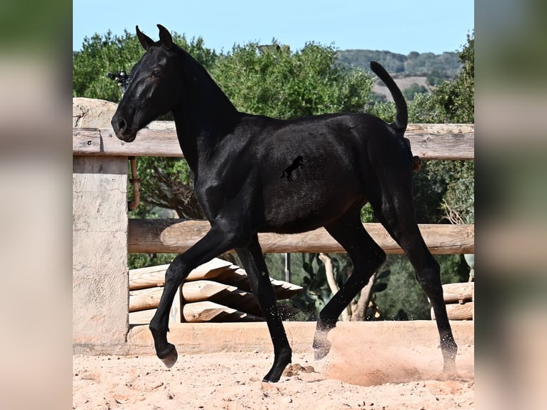 Menorquin Stallion 1 year 15.2 hh Black in Menorca