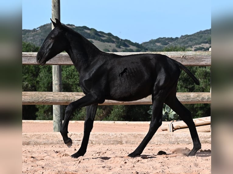 Menorquin Stallion 1 year 15.2 hh Black in Menorca