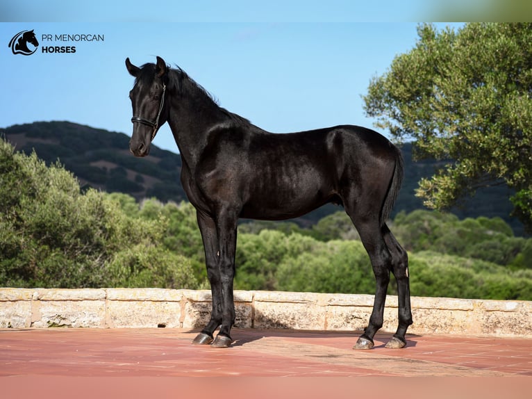 Menorquin Stallion 1 year 15,3 hh Black in Menorca