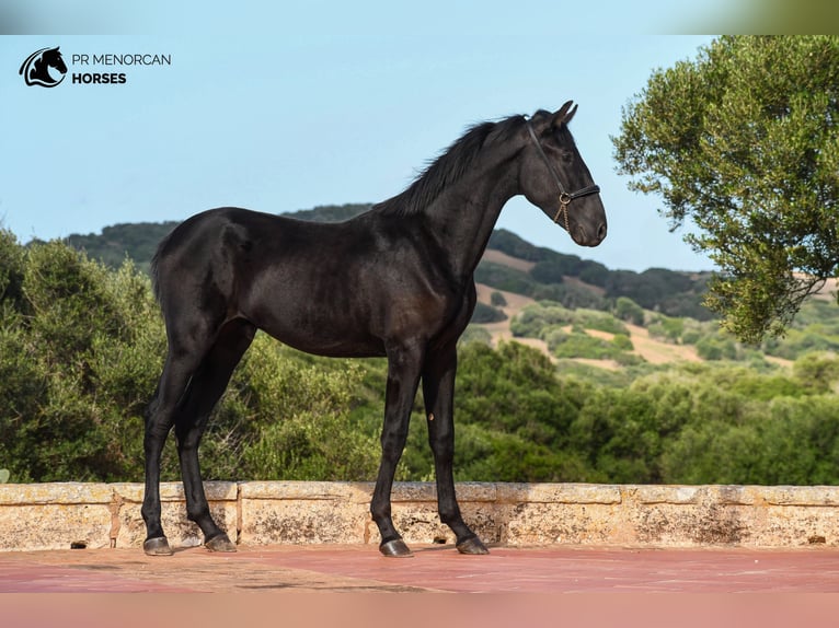 Menorquin Stallion 1 year 15,3 hh Black in Menorca