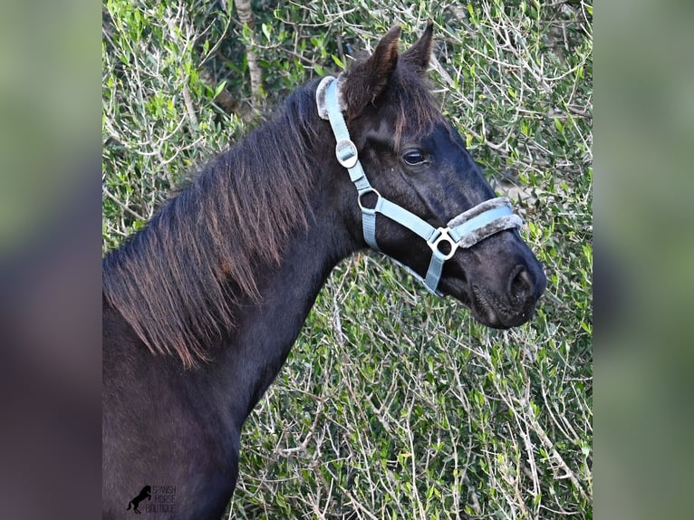 Menorquin Stallion 1 year 15,3 hh Black in Menorca