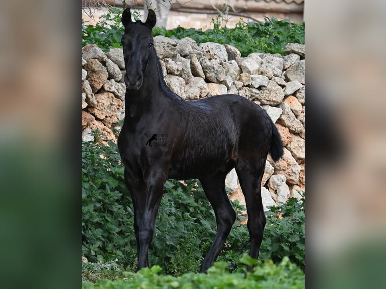 Menorquin Stallion 1 year 15,3 hh Black in Menorca