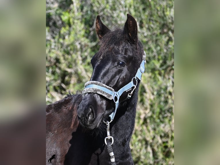 Menorquin Stallion 1 year 15,3 hh Black in Menorca