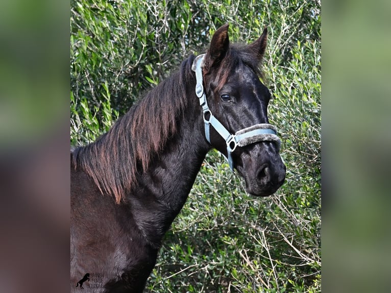 Menorquin Stallion 1 year 15,3 hh Black in Menorca