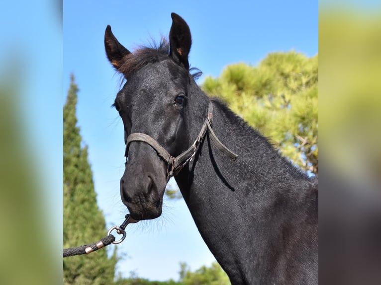 Menorquin Stallion 1 year 15,3 hh Black in Menorca