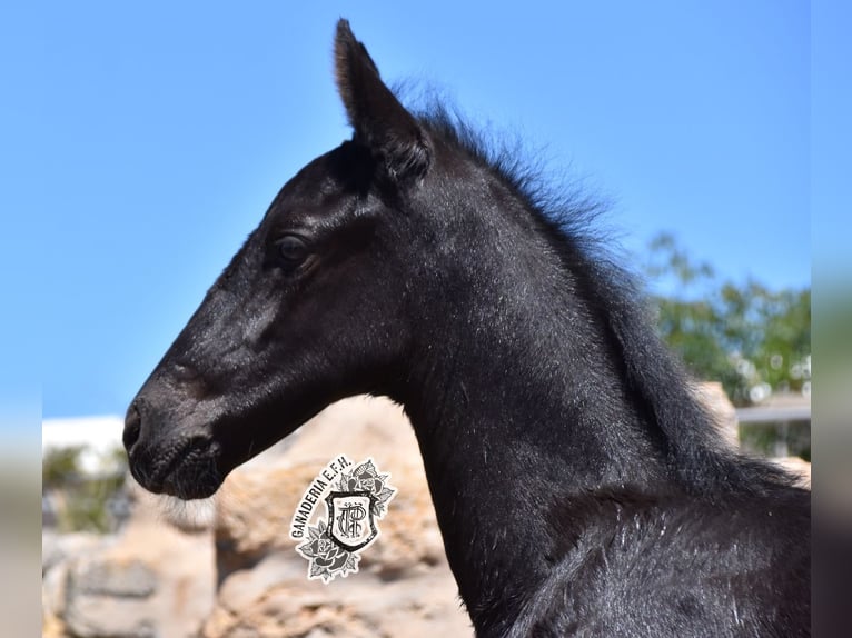 Menorquin Stallion 1 year 15,3 hh Black in Menorca