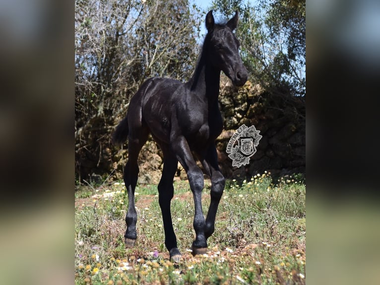 Menorquin Stallion 1 year 15,3 hh Black in Menorca