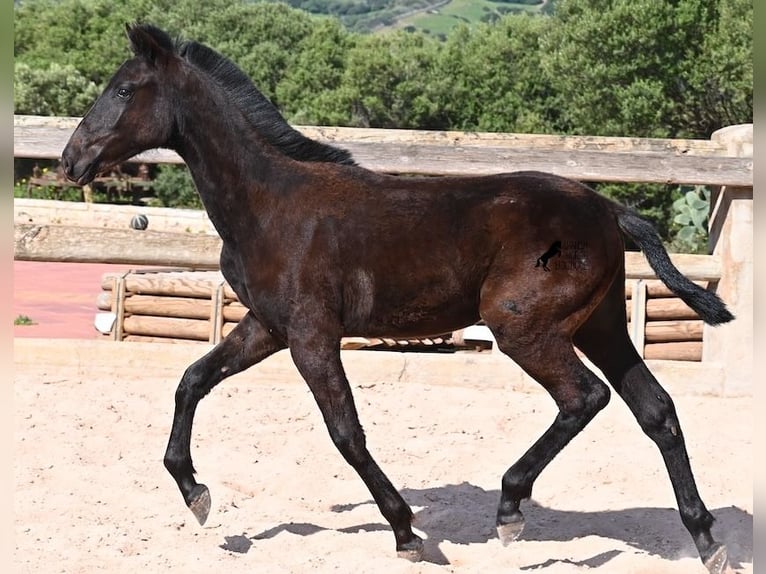 Menorquin Stallion 1 year 15,1 hh Black in Menorca