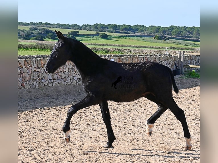 Menorquin Stallion 1 year 15,2 hh Black in Menorca