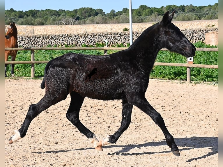 Menorquin Stallion 1 year 15,2 hh Black in Menorca