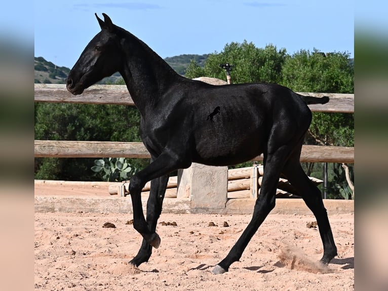 Menorquin Stallion 1 year 15,2 hh Black in Menorca