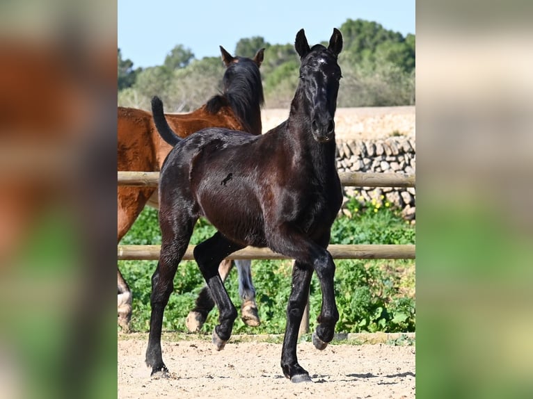 Menorquin Stallion 1 year 16 hh Black in Menorca