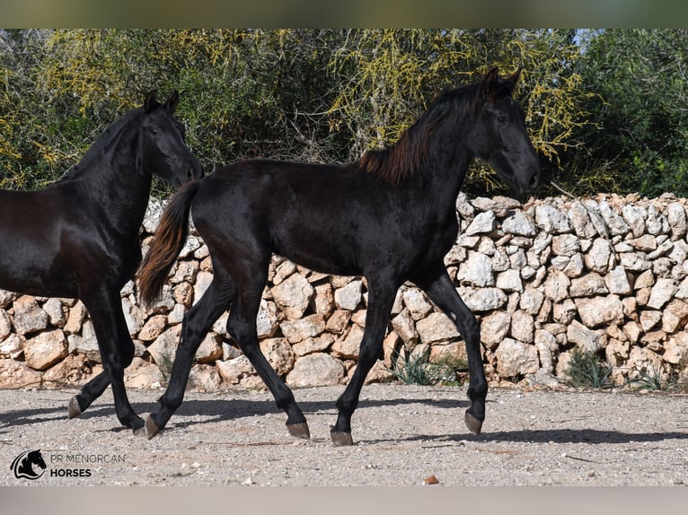 Menorquin Stallion 1 year 16 hh Black in Menorca