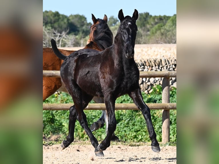 Menorquin Stallion 1 year 16 hh Black in Menorca