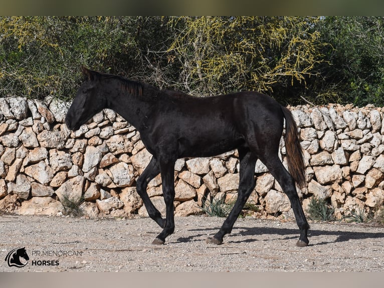 Menorquin Stallion 1 year 16 hh Black in Menorca