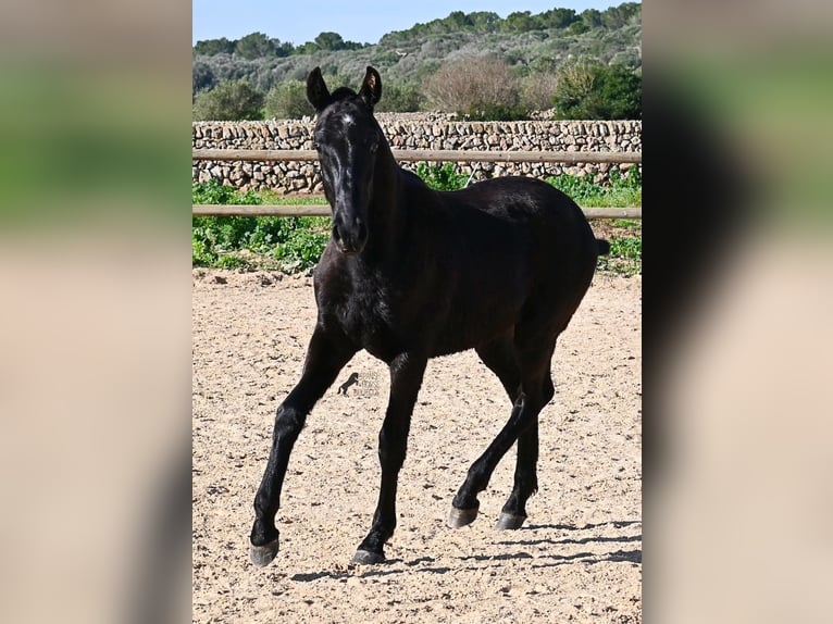 Menorquin Stallion 1 year 16 hh Black in Menorca