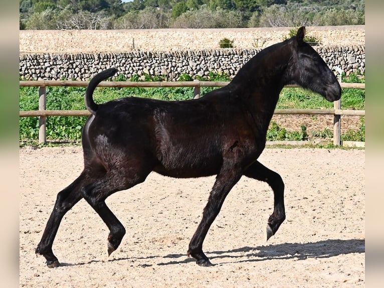 Menorquin Stallion 1 year 16 hh Black in Menorca