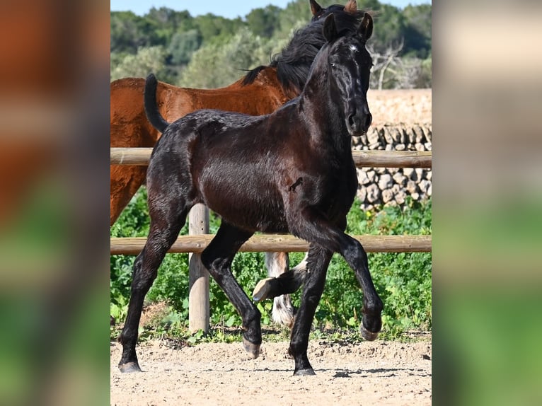 Menorquin Stallion 1 year 16 hh Black in Menorca