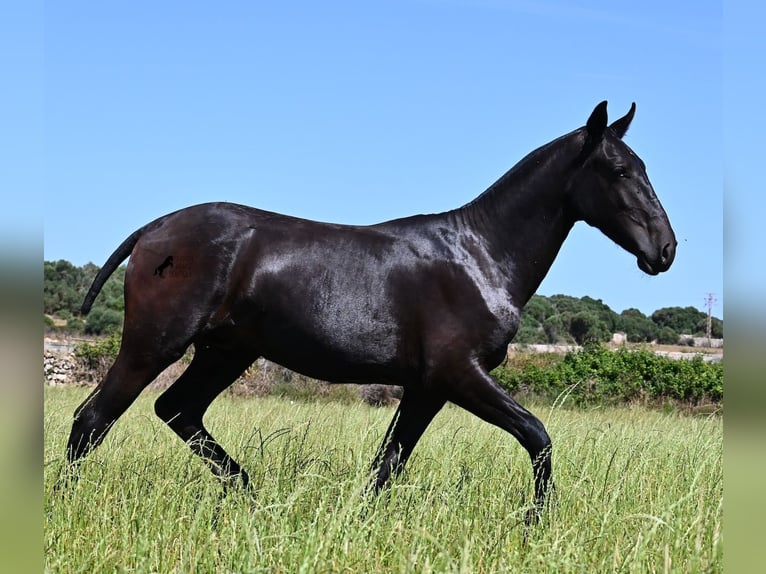 Menorquin Stallion 1 year 16 hh Black in Menorca