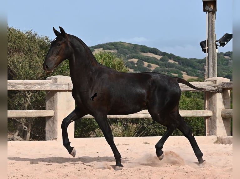 Menorquin Stallion 1 year 16 hh Black in Menorca