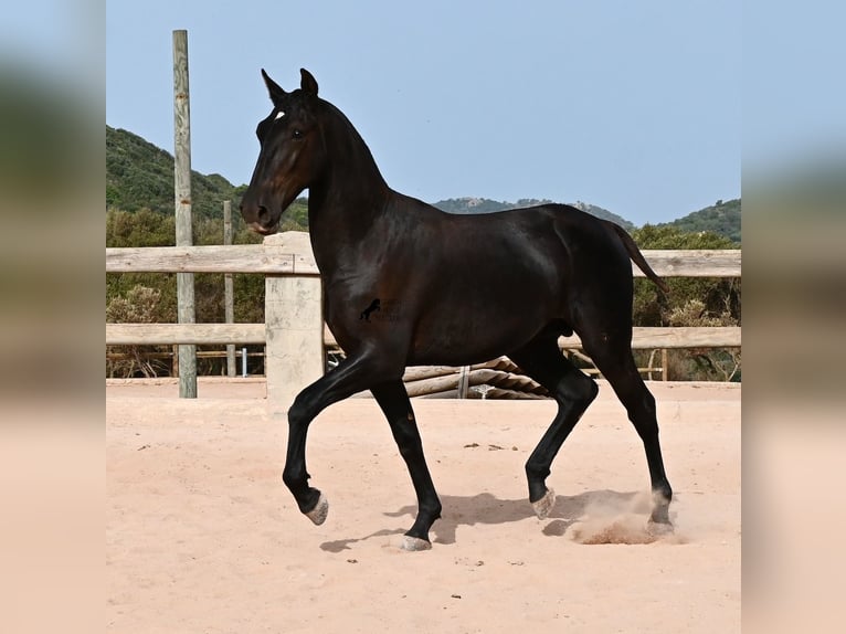 Menorquin Stallion 1 year 16 hh Black in Menorca