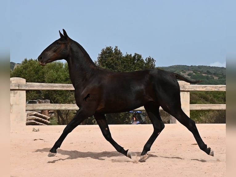 Menorquin Stallion 1 year 16 hh Black in Menorca