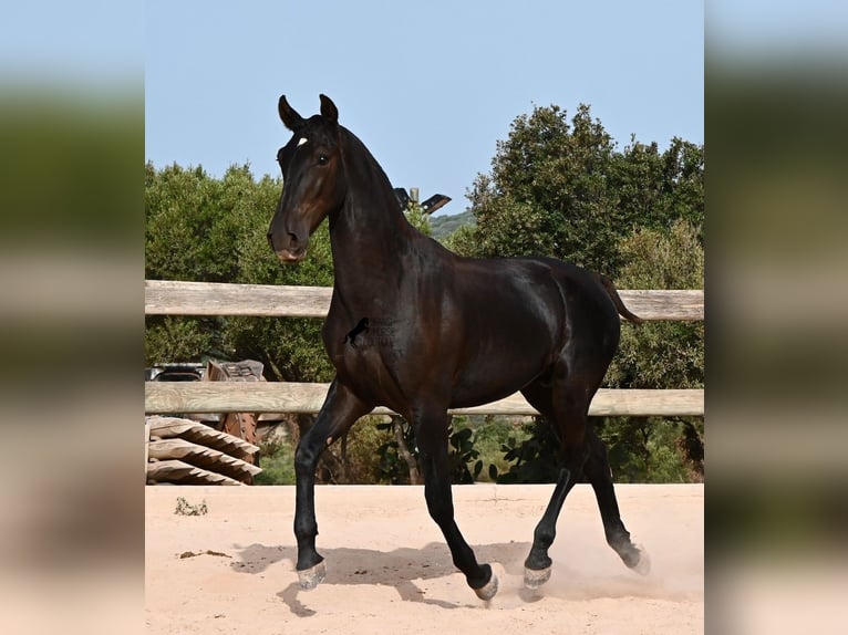 Menorquin Stallion 1 year 16 hh Black in Menorca