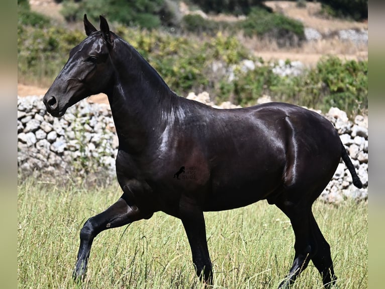 Menorquin Stallion 1 year 16 hh Black in Menorca