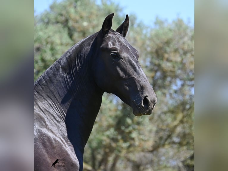 Menorquin Stallion 1 year 16 hh Black in Menorca