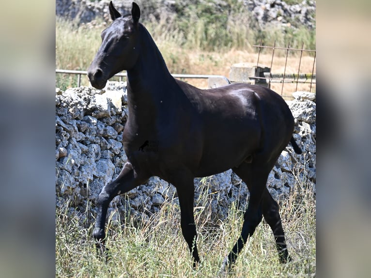 Menorquin Stallion 1 year 16 hh Black in Menorca