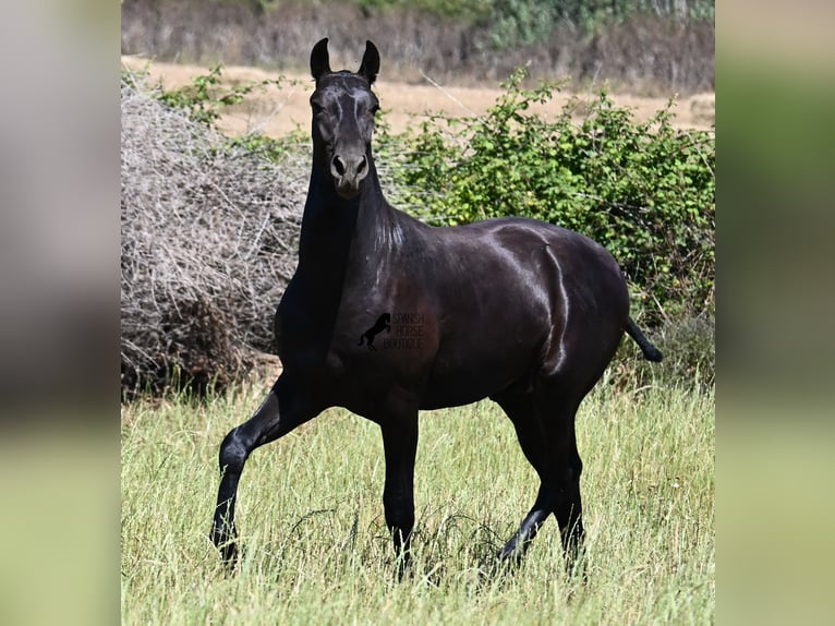 Menorquin Stallion 1 year 16 hh Black in Menorca