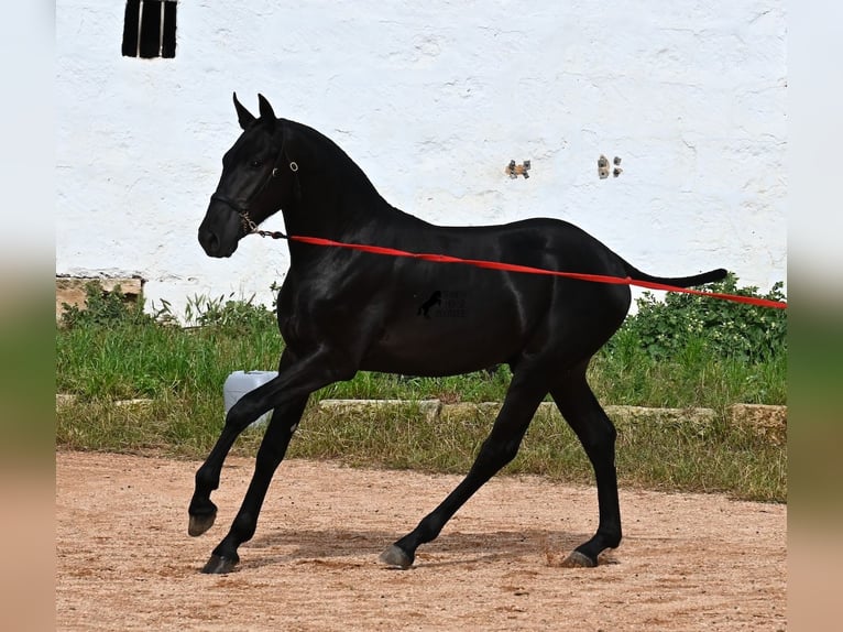 Menorquin Stallion 1 year 16 hh Black in Menorca