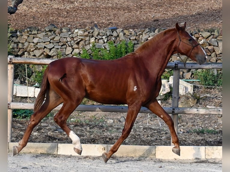 Menorquin Stallion 1 year 16 hh Chestnut-Red in Menorca