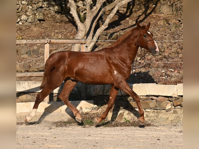 Menorquin Stallion 1 year 16 hh Chestnut-Red in Menorca