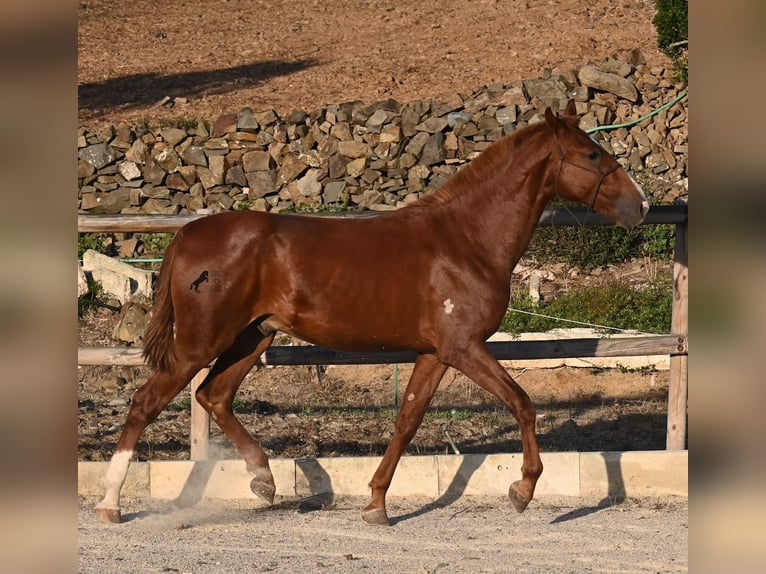 Menorquin Stallion 1 year 16 hh Chestnut-Red in Menorca