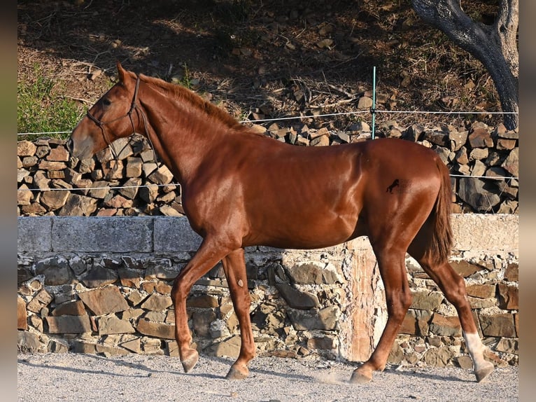 Menorquin Stallion 1 year 16 hh Chestnut-Red in Menorca