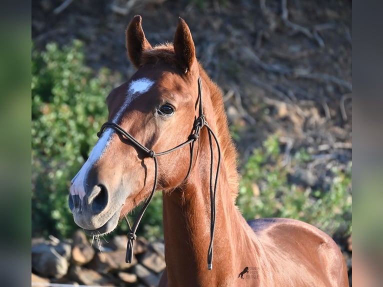 Menorquin Stallion 1 year 16 hh Chestnut-Red in Menorca