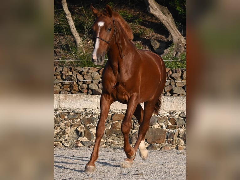 Menorquin Stallion 1 year 16 hh Chestnut-Red in Menorca