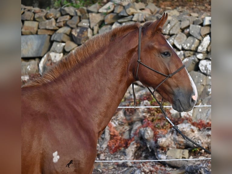 Menorquin Stallion 1 year 16 hh Chestnut-Red in Menorca