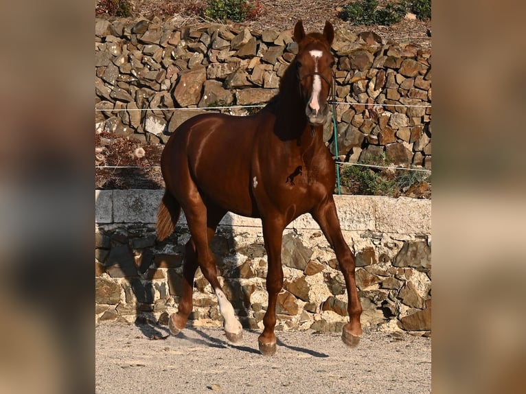 Menorquin Stallion 1 year 16 hh Chestnut-Red in Menorca