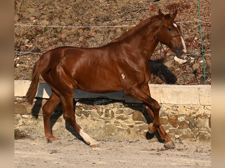 Menorquin Stallion 1 year 16 hh Chestnut-Red in Menorca