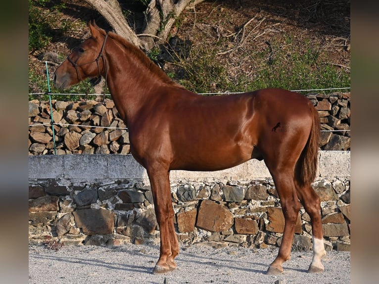 Menorquin Stallion 1 year 16 hh Chestnut-Red in Menorca