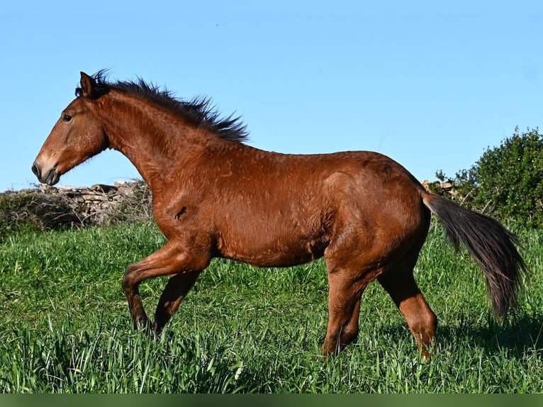 Menorquin Mix Stallion 1 year 16,1 hh Brown in Menorca