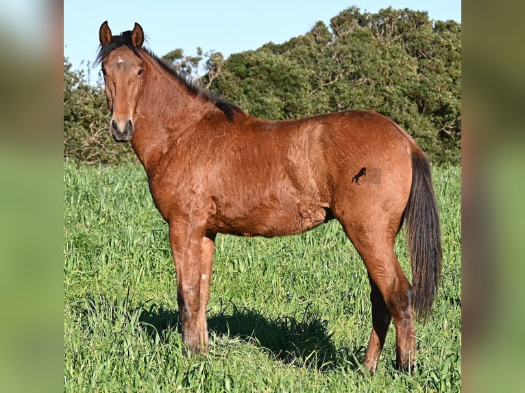 Menorquin Mix Stallion 1 year 16,1 hh Brown in Menorca