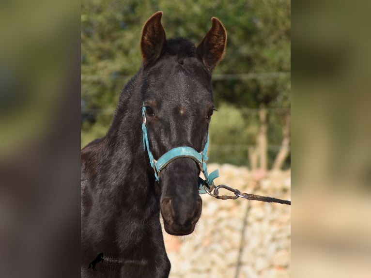 Menorquin Stallion 1 year Black in Menorca
