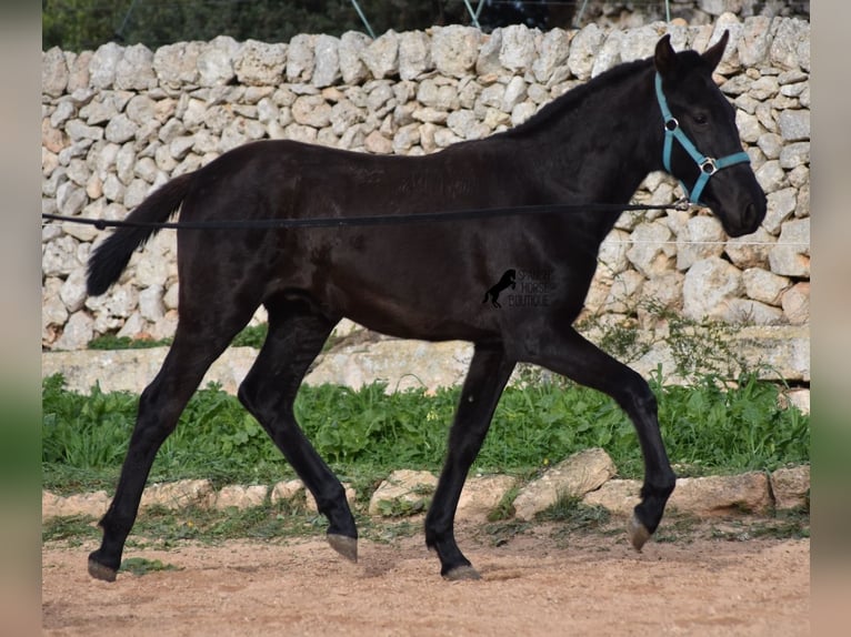 Menorquin Stallion 1 year Black in Menorca