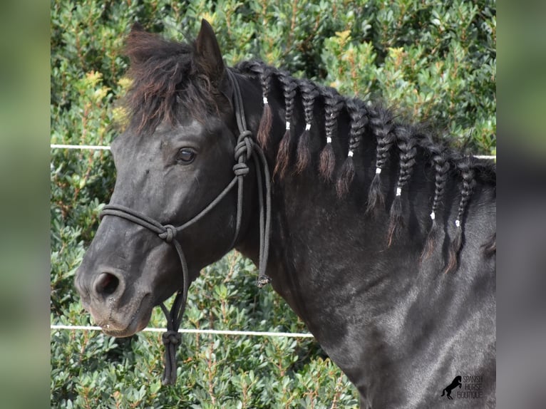 Menorquin Stallion 2 years 14,3 hh Black in Menorca