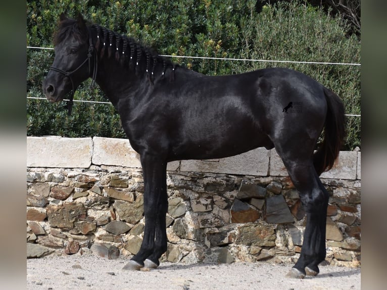 Menorquin Stallion 2 years 14,3 hh Black in Menorca