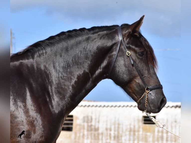 Menorquin Stallion 2 years 15,2 hh Black in Menorca