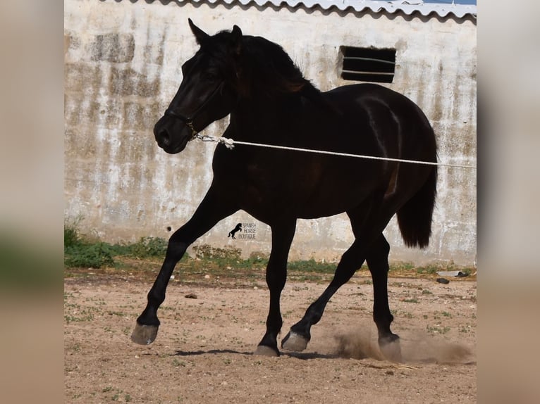 Menorquin Stallion 2 years 15,2 hh Black in Menorca